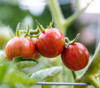 Pink Bumble Bee Tomato