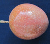 Passiflora edulis - Orange Giant Passion Fruit
