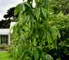 Carya cathayensis - Chinese Hickory