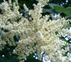Rhus chinensis - Chinese Sumac Seeds