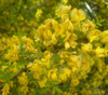 Geoffroea decorticans - Chilean Palo Verde Seeds