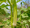 Blondy Okra Seeds
