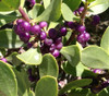 Myoporum insulare - Common Boobialla Seeds
