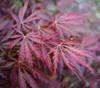 Acer palmatum - Dwarf Red Japanese Maple