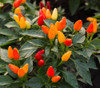 Little Elf Pepper Seeds