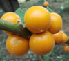 Solanum lasiocarpum - Hairy Fruited Eggplant Seeds