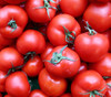 Quarter Century Tomato Seeds
