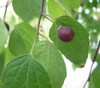 Celtis occidentalis - Common Hackberry Seeds Celtis occidentalis - Common Hackberry Seeds