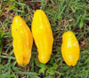 Eugenia anthropophaga - Banana Pitanga Seeds