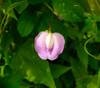 Clitoria ternatea - Pink Butterfly Flower