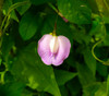 Clitoria ternatea - Pink Butterfly Flower Seeds