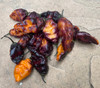 Hallow's Eve Pepper Seeds