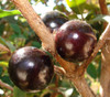 Plinia phitrantha - Jaboticaba Sanford Seeds