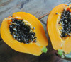 Carica papaya - Mango Papaya Seeds