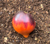 Sgt Pepper Tomato Seeds