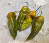 Bhut Jolokia Solid Gold Pepper