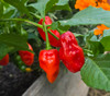 Aji Dulce Long Pepper Seeds