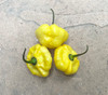 Lemon StarrBurst Pepper Seeds