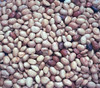 Macrotyloma geocarpum - Kersting's Groundnut Brown Seeds