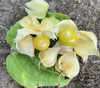 Physalis grisea - Quebec Ground Cherry Seeds