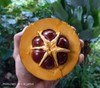 Pouteria sp. de Maco - Maco Lucuma Seeds