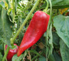 Mosco Pepper Seeds