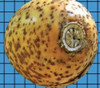 Pouteria butyrocarpa - Butter Sapote Seeds