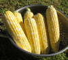 Peaches and Cream Corn