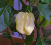 White Habanero Pepper, Large Seeds