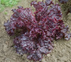 Merlot Lettuce Seeds