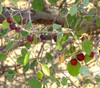 Ziziphus nummularia - Wild Jujube Seeds