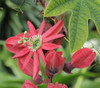 Passiflora racemosa - Red Passion Flower Seeds