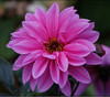 Dahlia variabilis - Dahlia, Watercolor Mix Seeds