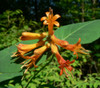 Lonicera ciliosa - Orange Trumpet Honeysuckle