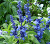 Salvia farinacea - Mealycup Blue Sage