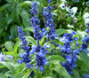 Salvia farinacea - Mealycup Blue Sage Seeds