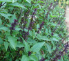 Ocimum basilicum - Middle East Basil Seeds