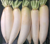 China White Winter Radish Seeds