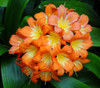 Clivia miniata - Bush Lily Seeds