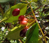 Eugenia zuccarini - Guapinhem-Acu Seeds