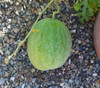 Melothria sphaerocarpa - Egusi Watermelon Seeds