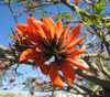 Erythrina caffra - Coast Coral Tree Seeds