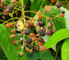 Rubus urticifolius - Ecuadorian Mountain Berry Seeds