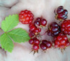 Rubus arcticus - Arctic Raspberry Seeds