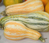 Cushaw Squash, Orange Striped Seeds