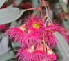 Eucalyptus sideroxylon - Red Ironbark Seeds