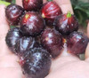 Plinia sp. - Black Pearl Jaboticaba Seeds