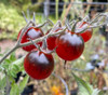Dark Ember Tomato Seeds