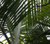 Dypsis cabadae - Blue Cane Palm Seeds