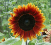 Helianthus annuus - Earthwalker Sunflower Seeds